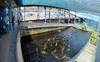 Nippon Koi Farm