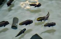 Marine Aquaculture