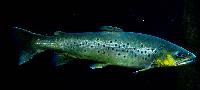 Sea Life, Loch Lomond, Skottland