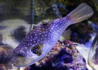 Sea Life, Loch Lomond, Skottland