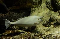 SeaQuarium, Weston-super-Mare, England