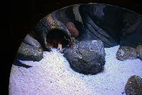 Bristol Aquarium, England
