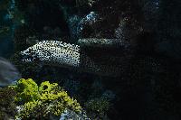 Bristol Aquarium, England