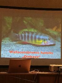 Wallaceochromis humilus