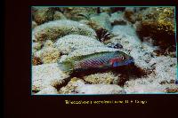 Telmatochromis macrolepis