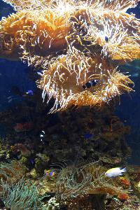 Oceanografic, Valencia, Spanien