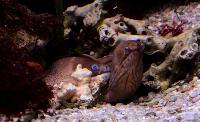 Aquarium Municipal, Santa Pola