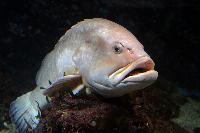 Aquarium Municipal, Santa Pola