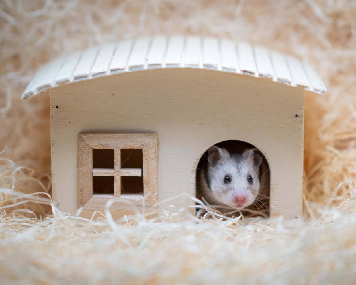 Guldhamster