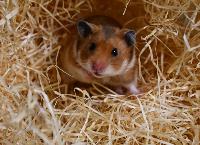 Guldhamster