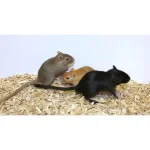 Gerbil