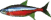 Kardinaltetra