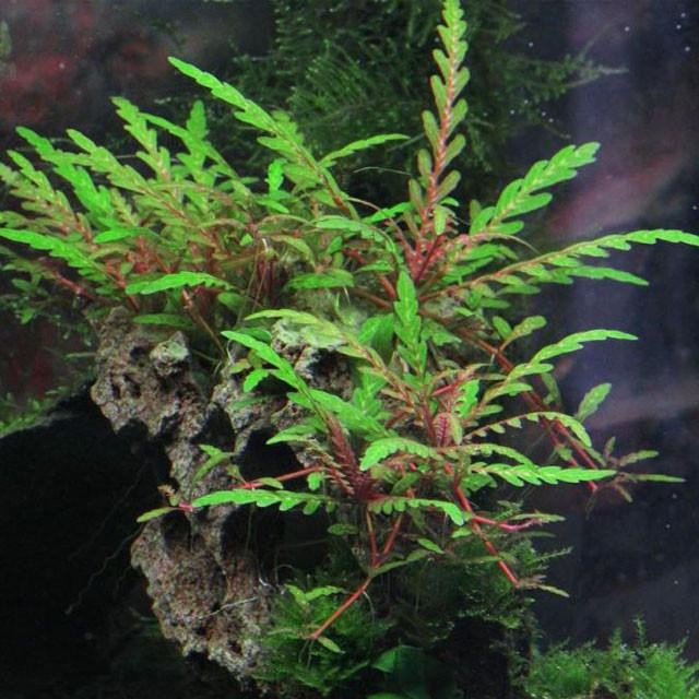 Klicka på bilden för större storlek  Namn:	        Hygrophila_Pinnatifida_2.jpg Visningar:	1 Storlek:	101.6 kB ID:     	2373299