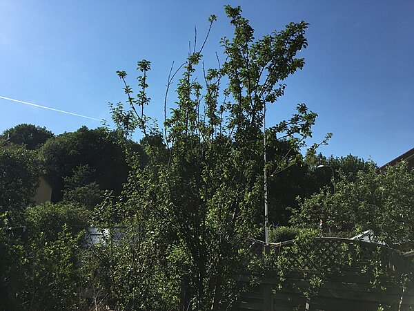 Klicka på bilden för större storlek  Namn:	        2EAA8D18-5055-4C85-8BCF-5891210B681C.jpeg Visningar:	1 Storlek:	725.3 kB ID:     	2386558