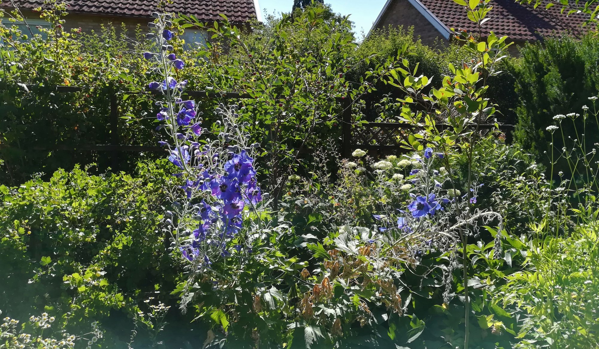Klicka på bilden för större storlek  Namn:	        IMG_20180704_163230.jpg Visningar:	1 Storlek:	887.6 kB ID:     	2388630