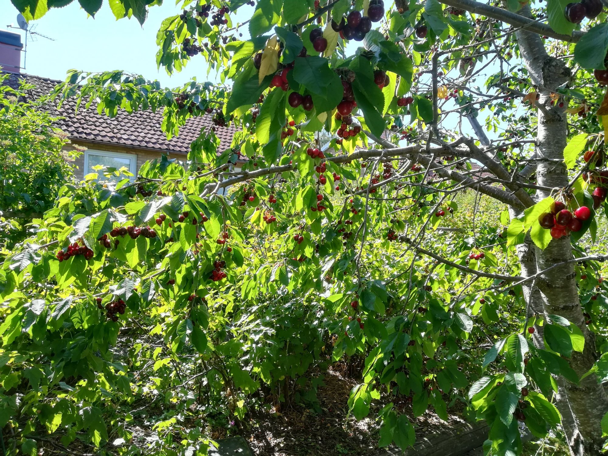 Klicka på bilden för större storlek  Namn:	        IMG_20180704_162927.jpg Visningar:	1 Storlek:	986.1 kB ID:     	2388631