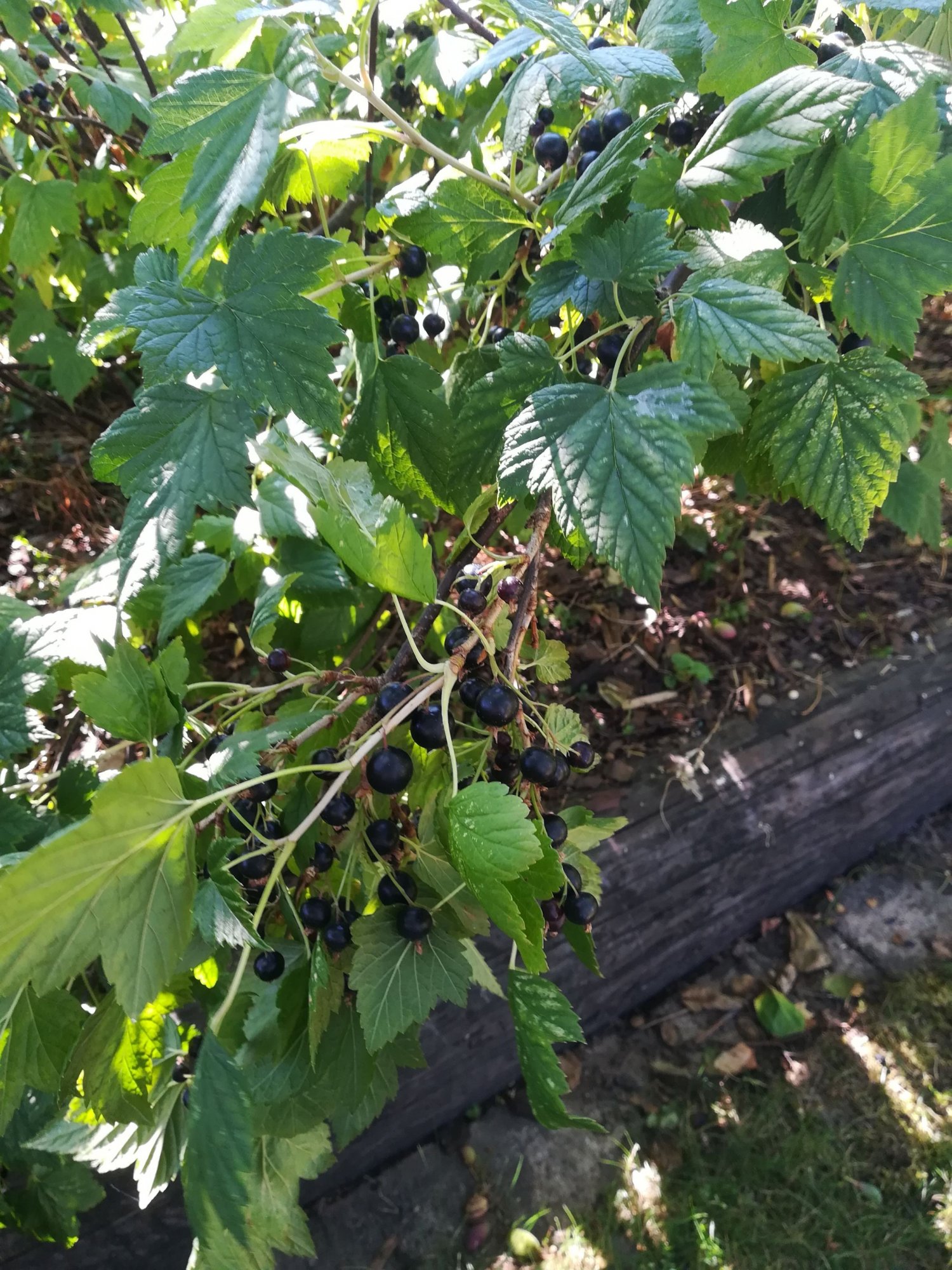 Klicka på bilden för större storlek  Namn:	        IMG_20180704_162810.jpg Visningar:	1 Storlek:	571.7 kB ID:     	2388632