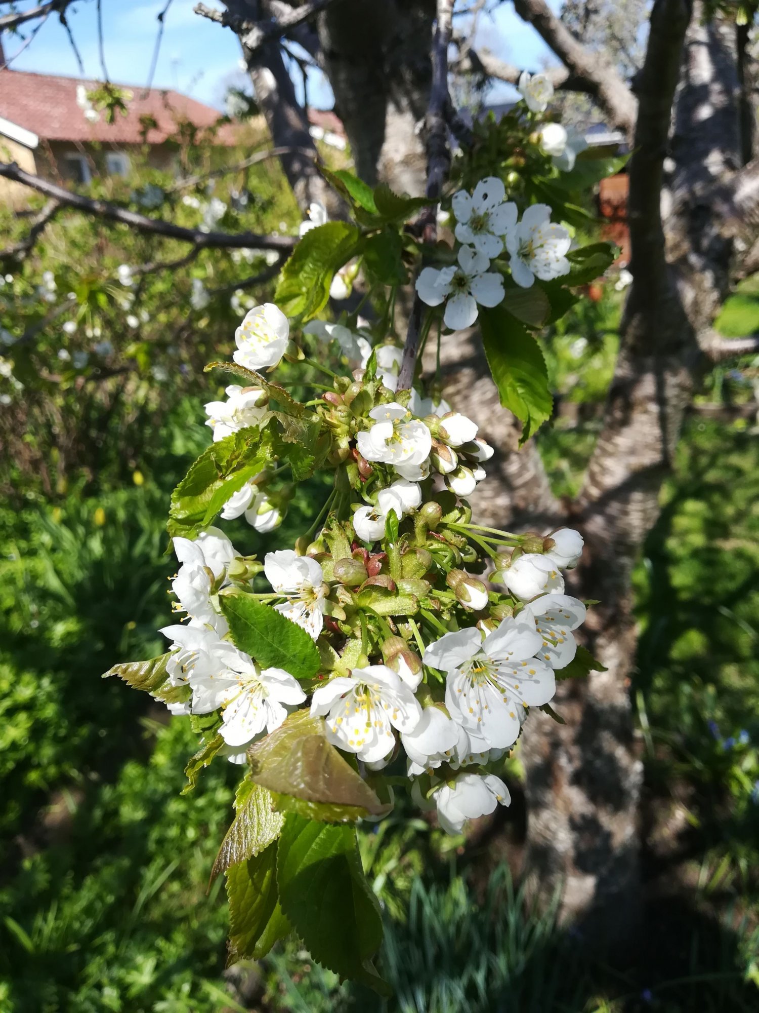 Klicka på bilden för större storlek  Namn:	        IMG_20180507_113500.jpg Visningar:	2 Storlek:	483.1 kB ID:     	2388711