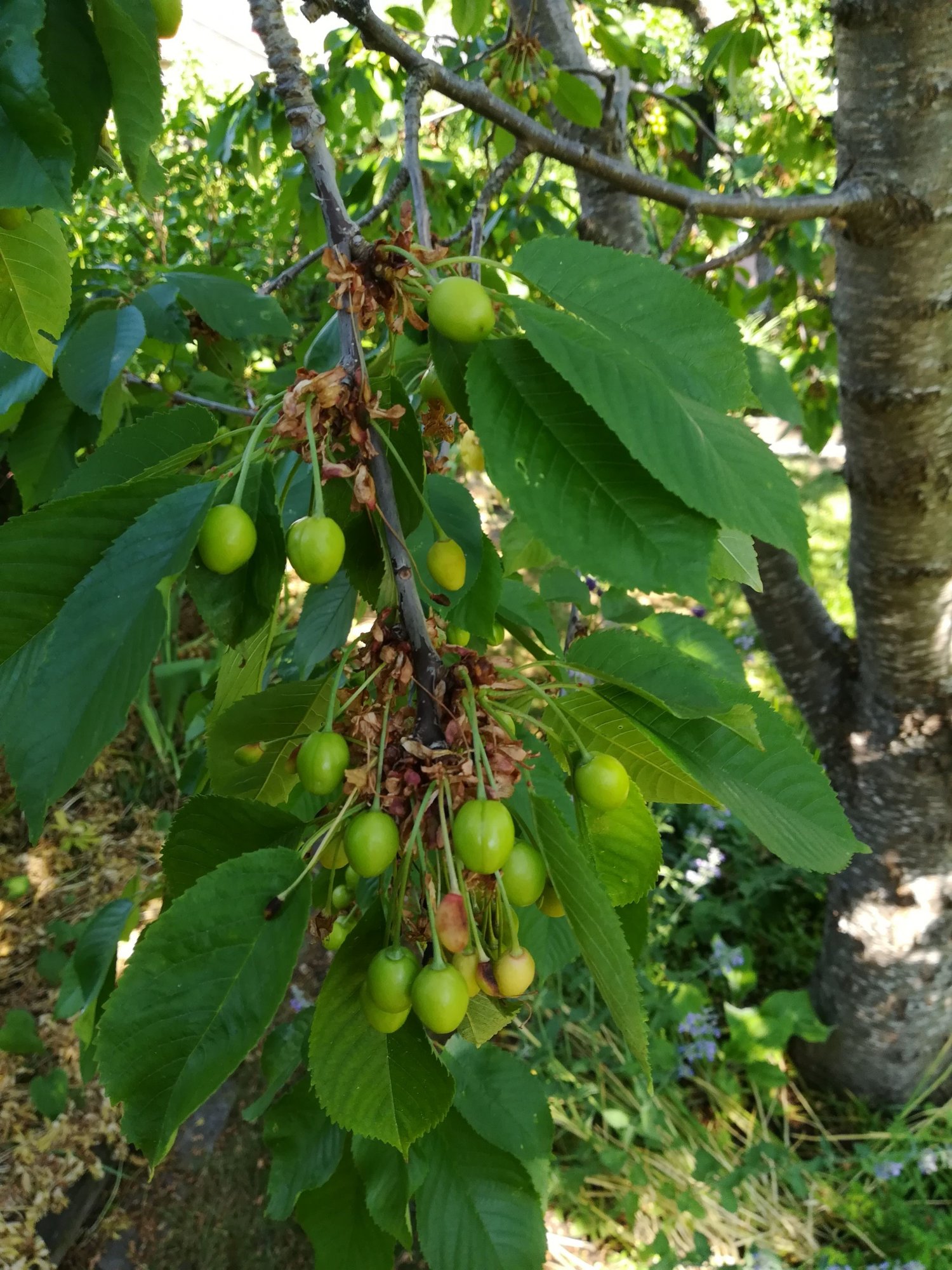 Klicka på bilden för större storlek  Namn:	        IMG_20180603_102614.jpg Visningar:	1 Storlek:	504.3 kB ID:     	2388712