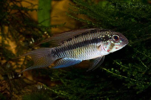 Klicka på bilden för större version

Namn: Apistogramma-piaroa-man-wildvang - kopia (2).jpg
Visningar: 236
Storlek: 48,0 KB
ID: 2395572