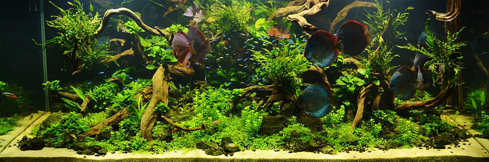 Klicka på bilden för större storlek  Namn:	        Discus Fish Plant.jpg Visningar:	0 Storlek:	153.9 kB ID:     	2415764