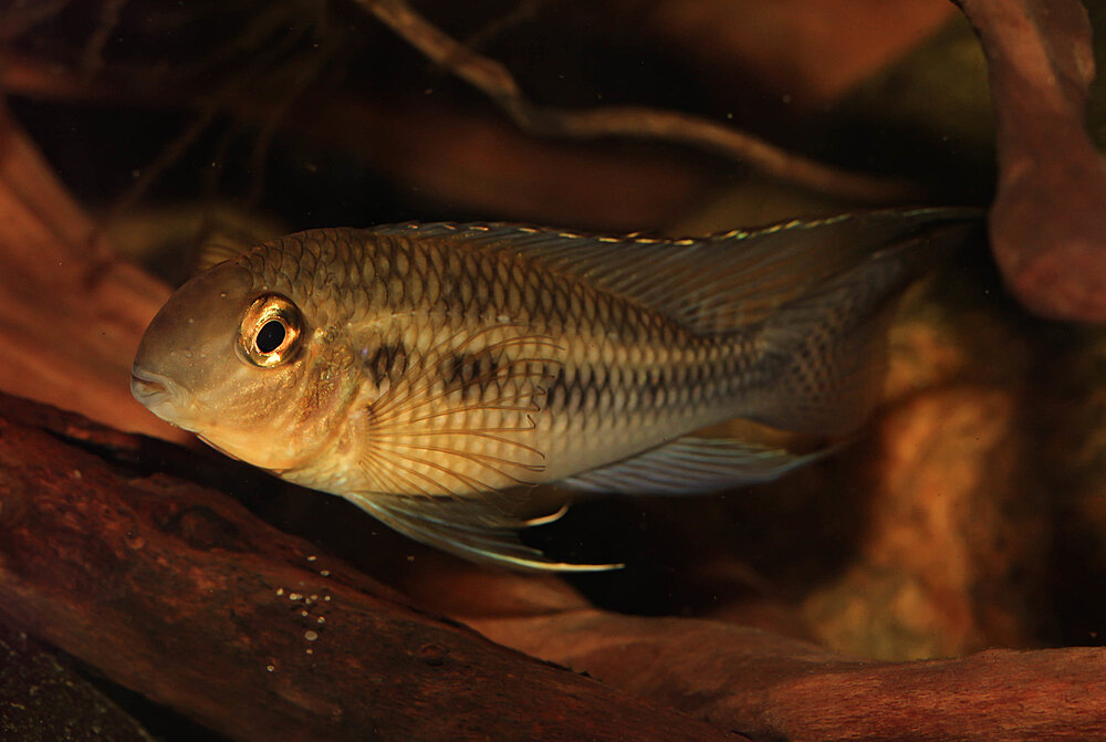 Klicka på bilden för större version

Namn: Crenicara Punctulatum hanne.jpg
Visningar: 447
Storlek: 280,8 KB
ID: 2429617