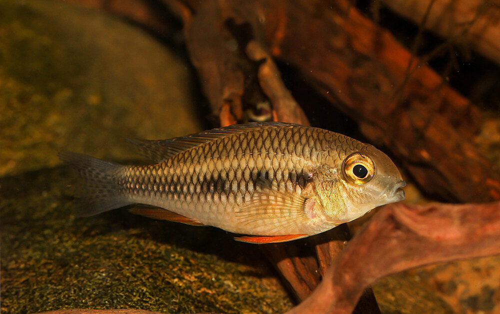 Klicka på bilden för större version

Namn: Crenicara Punctulatum hona.jpg
Visningar: 421
Storlek: 376,8 KB
ID: 2429618