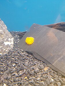 Klicka på bilden för större storlek  Namn:	        20180808_204453.jpg Visningar:	1 Storlek:	302.6 kB ID:     	2390917