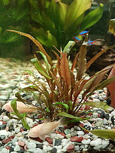 Klicka på bilden för större storlek  Namn:	        Bild 4.jpg Visningar:	0 Storlek:	519.5 kB ID:     	2418005