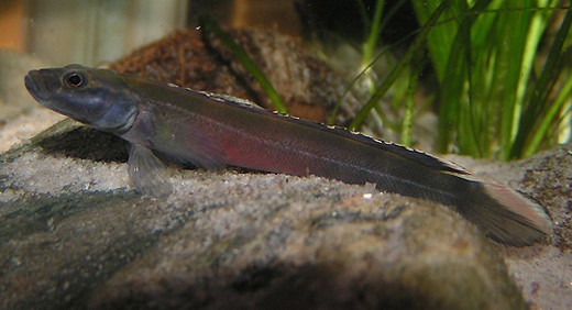 Klicka på bilden för större version

Namn: teleogramma_depressum_tc01.jpg
Visningar: 306
Storlek: 39,7 KB
ID: 2379690