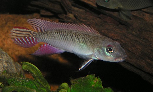 Klicka på bilden för större version

Namn: nanochromis_parilus_tc01.jpg
Visningar: 342
Storlek: 41,8 KB
ID: 2379689