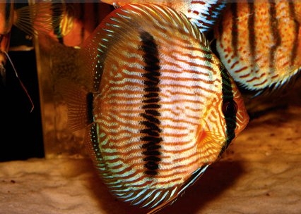 Klicka på bilden för större version

Namn: Heckel Discus Fish.jpg
Visningar: 296
Storlek: 99,2 KB
ID: 2365328