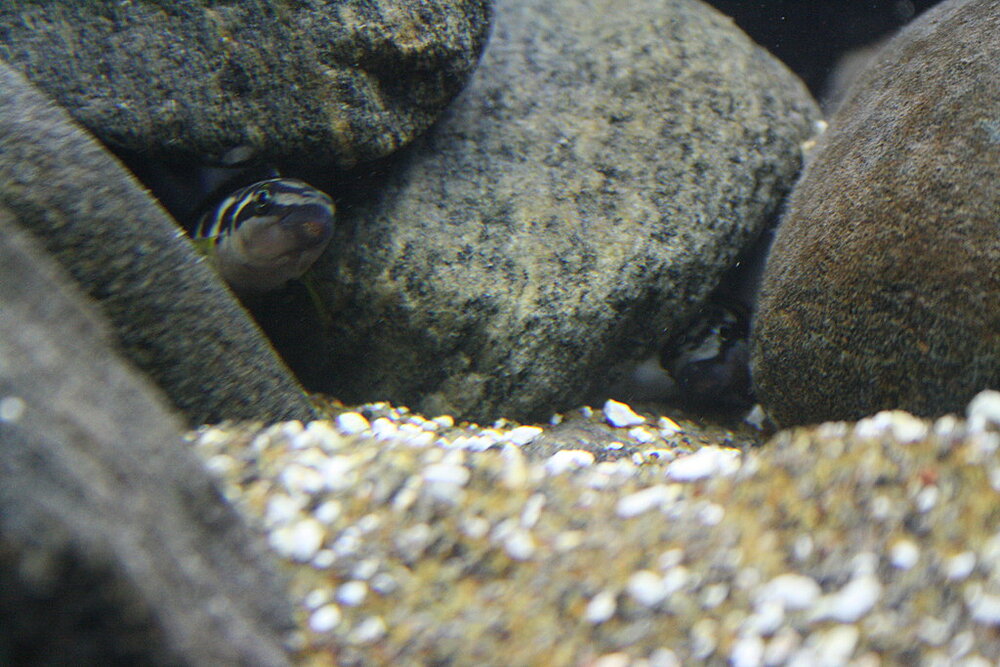 Klicka på bilden för större version

Namn: IMG_2127_1.JPG
Visningar: 1
Storlek: 219,9 KB
ID: 2134081