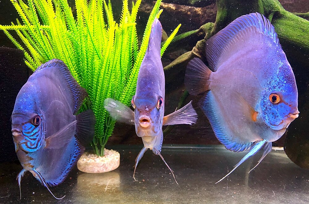 Klicka på bilden för större version

Namn: IMG_0629.JPG
Visningar: 163
Storlek: 591,0 KB
ID: 2397402