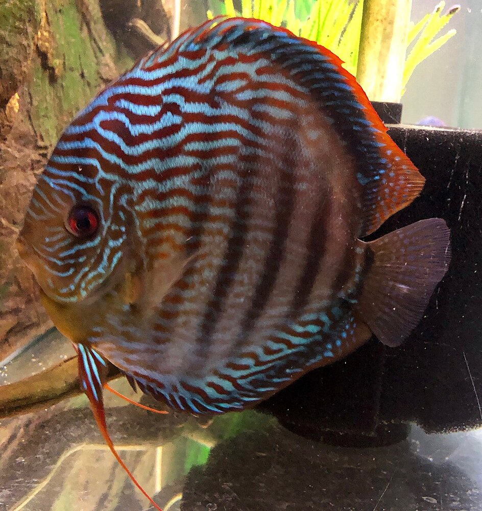 Klicka på bilden för större version

Namn: IMG_0624.JPG
Visningar: 176
Storlek: 751,1 KB
ID: 2397404