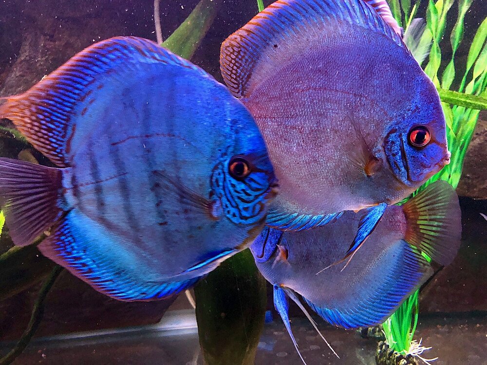 Klicka på bilden för större version

Namn: IMG_0628.JPG
Visningar: 166
Storlek: 681,3 KB
ID: 2397405