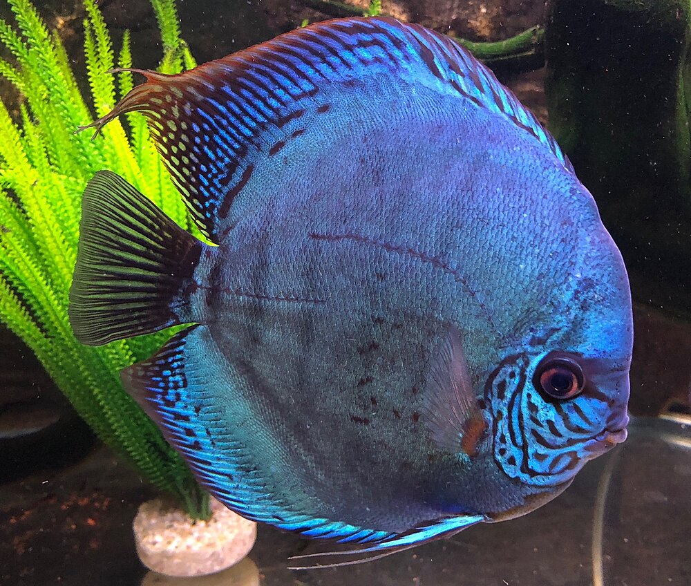 Klicka på bilden för större version

Namn: IMG_0635.JPG
Visningar: 156
Storlek: 741,3 KB
ID: 2397406