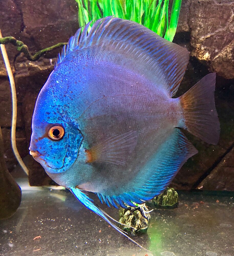 Klicka på bilden för större version

Namn: IMG_0623.JPG
Visningar: 176
Storlek: 748,0 KB
ID: 2397407