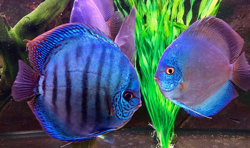 Klicka på bilden för större version

Namn: IMG_0625.JPG
Visningar: 175
Storlek: 540,2 KB
ID: 2397409