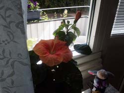 Klicka på bilden för större version

Namn: hibiskus1.jpg
Visningar: 369
Storlek: 33,3 KB
ID: 2091231