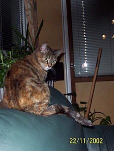 Snuttan).jpg