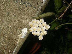 Klicka på bilden för större version

Namn: blommande.JPG
Visningar: 135
Storlek: 46,2 KB
ID: 2091589