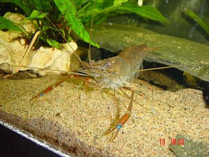 Red Claw Shrimp3.jpg