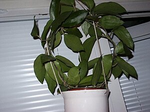 Klicka på bilden för större version

Namn: Hoya purpureofusca.JPG
Visningar: 305
Storlek: 66,3 KB
ID: 2092139