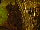 Klicka på bilden för större version

Namn: P0307_183307.jpg
Visningar: 501
Storlek: 12,8 KB
ID: 2092609