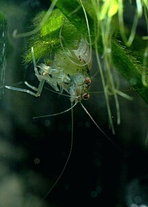 Klicka på bilden för större version

Namn: Caridina japonicaA.jpg
Visningar: 199
Storlek: 105,2 KB
ID: 2092679