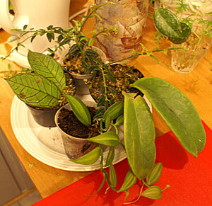 Klicka på bilden för större version

Namn: blomgrupp.jpg
Visningar: 172
Storlek: 71,3 KB
ID: 2092730
