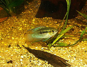 Klicka på bilden för större version

Namn: L.curviceps4-3.jpg
Visningar: 460
Storlek: 104,4 KB
ID: 2092785