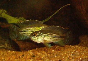 Klicka på bilden för större version

Namn: N.anomala3.jpg
Visningar: 504
Storlek: 85,2 KB
ID: 2092787