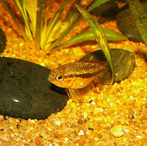 Klicka på bilden för större version

Namn: N.anomala4-2.jpg
Visningar: 422
Storlek: 134,9 KB
ID: 2092788